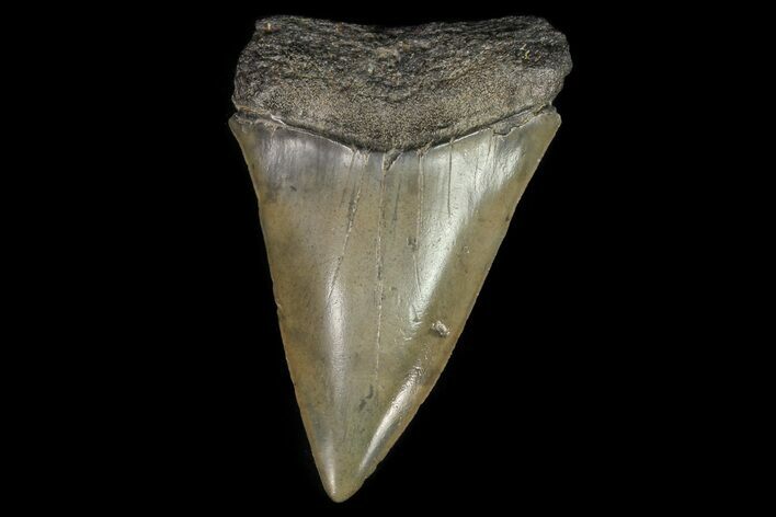 Large, Fossil Mako Shark Tooth - Georgia #75000